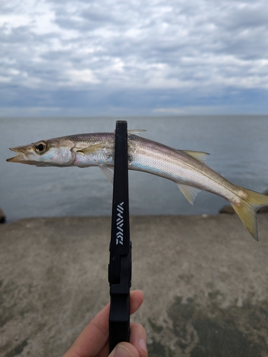 カマスの釣果