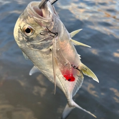 メッキの釣果