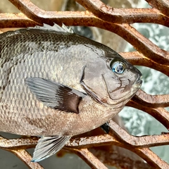 メジナの釣果