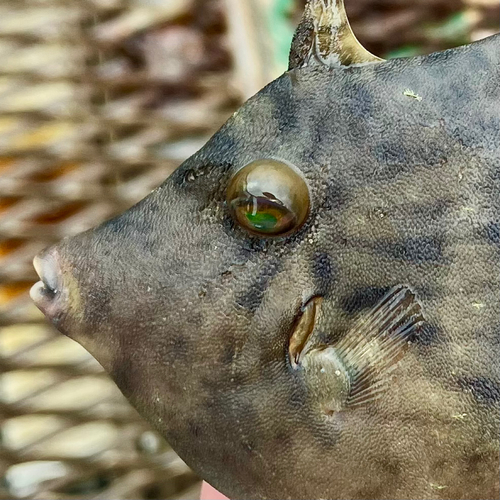 カワハギの釣果