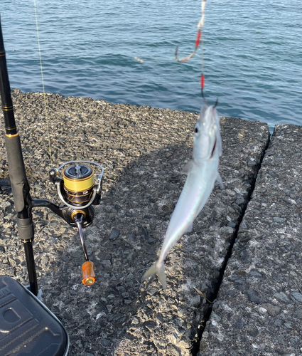 サバの釣果