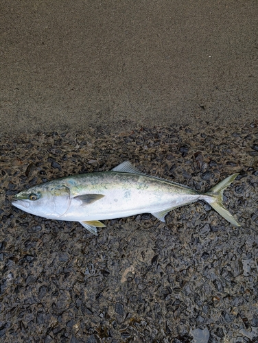 ワラサの釣果