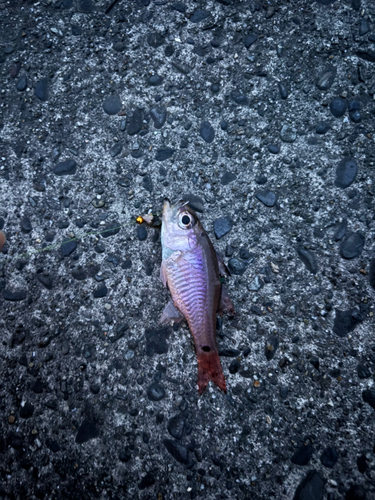 ネンブツダイの釣果