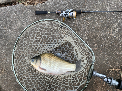 ヘラブナの釣果