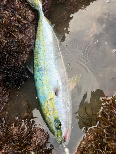 ヤズの釣果