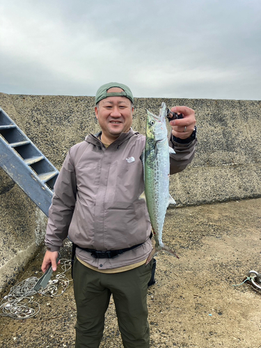 サゴシの釣果