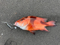 センネンダイの釣果