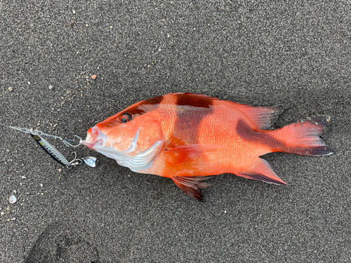 センネンダイの釣果