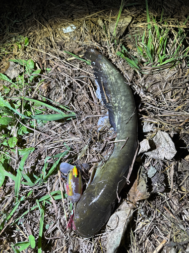 ナマズの釣果