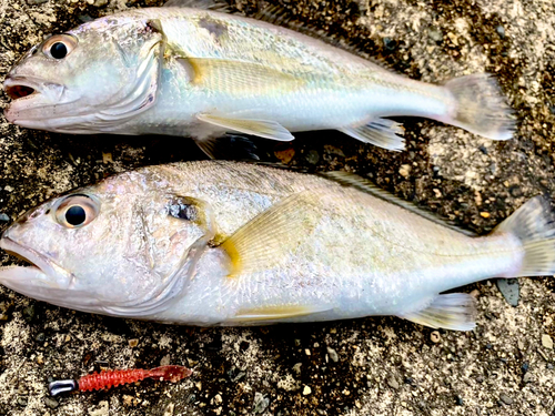 イシモチの釣果