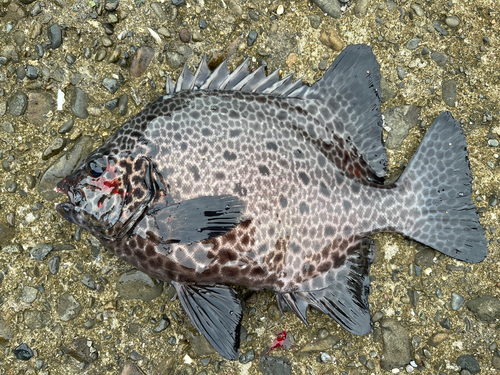 イシガキダイの釣果