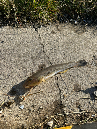 ハゼの釣果