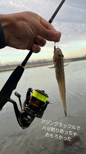 マハゼの釣果