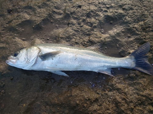 スズキの釣果