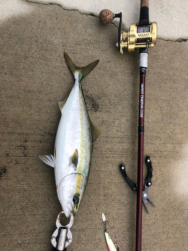 ハマチの釣果