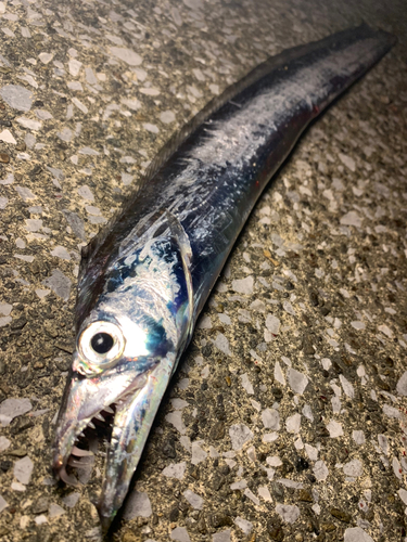 タチウオの釣果