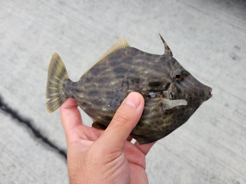 カワハギの釣果