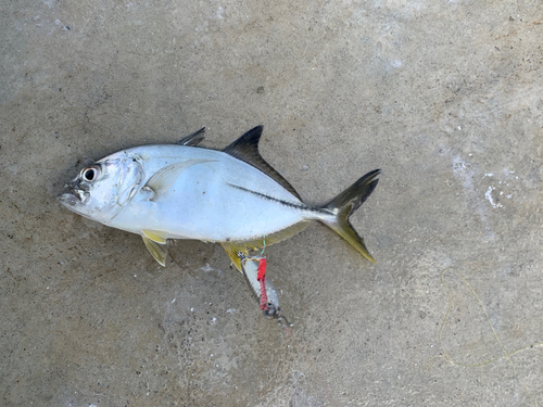 メッキの釣果