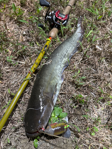 ナマズの釣果