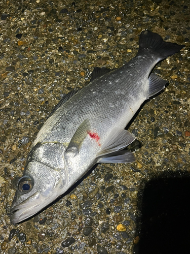 ヒラスズキの釣果