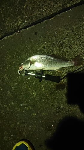 ニベの釣果