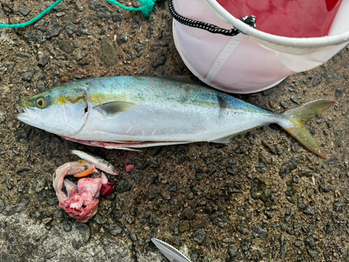 ハマチの釣果