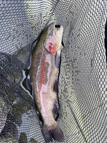 ニジマスの釣果