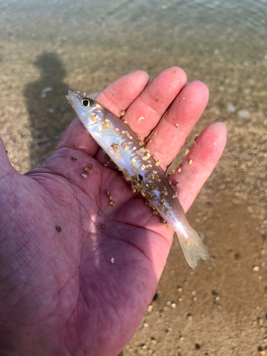 キスの釣果