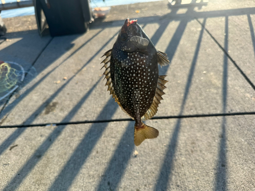 アイゴの釣果