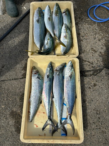 ハマチの釣果