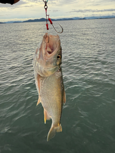 ハスの釣果