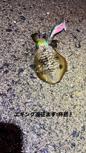 アオリイカの釣果