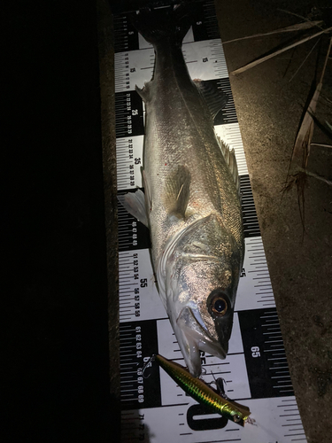 シーバスの釣果