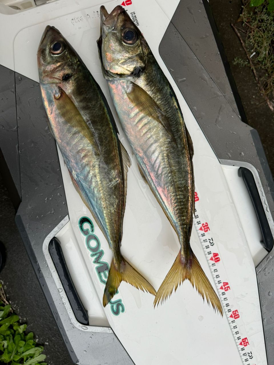 あ~るさんの釣果 1枚目の画像