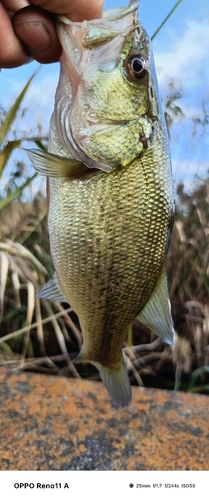 ブラックバスの釣果