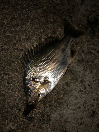 キビレの釣果