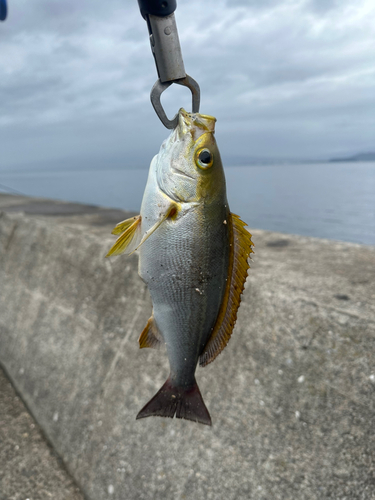 イサキの釣果