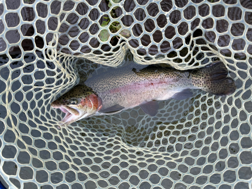 ニジマスの釣果