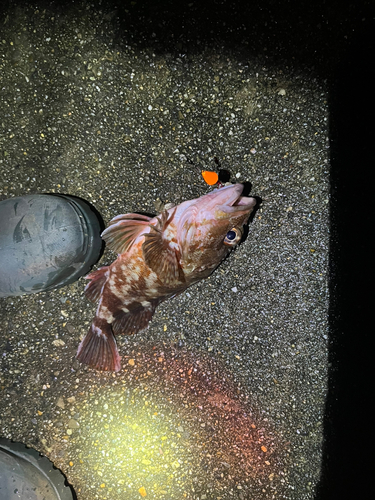 カサゴの釣果