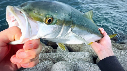 ハマチの釣果