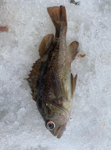 エゾメバルの釣果