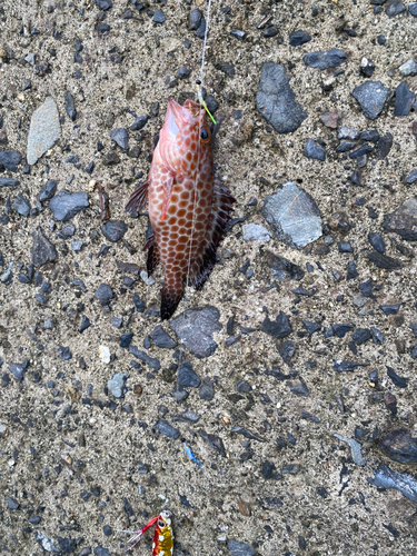 オオモンハタの釣果