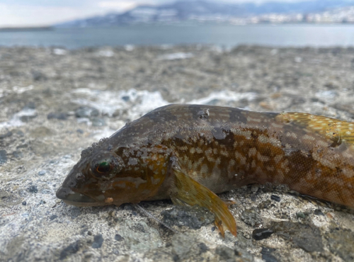 エゾメバルの釣果