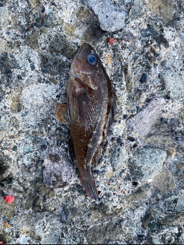 エゾメバルの釣果