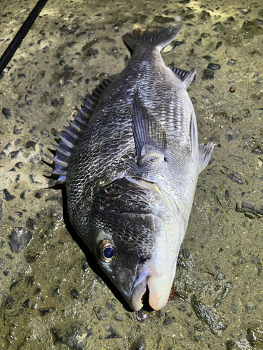 クロダイの釣果