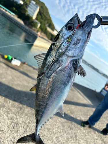 ヨコワの釣果