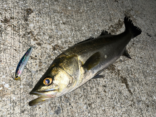 シーバスの釣果