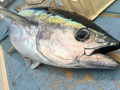 キハダマグロの釣果