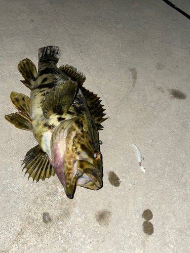 タケノコメバルの釣果