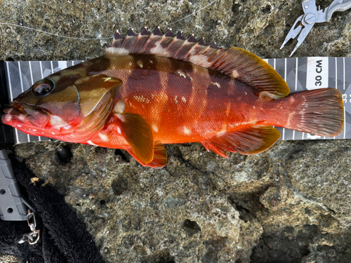 アカハタの釣果